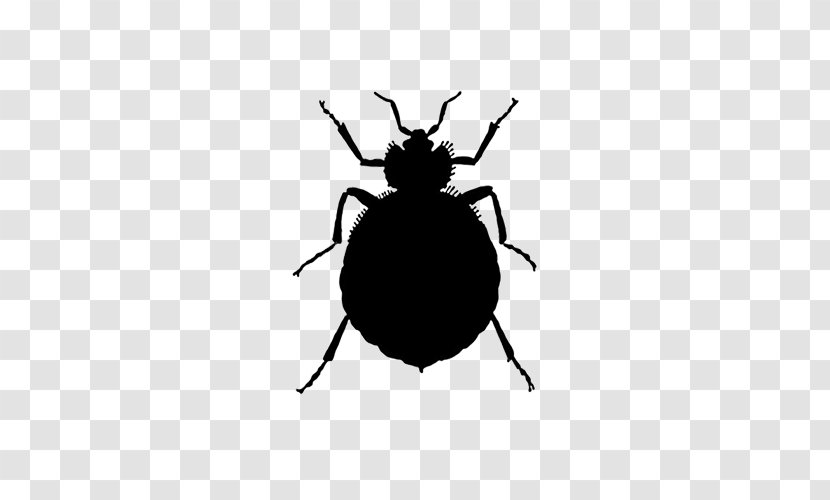 Insect Bed Bug Bite Pest Control Transparent PNG