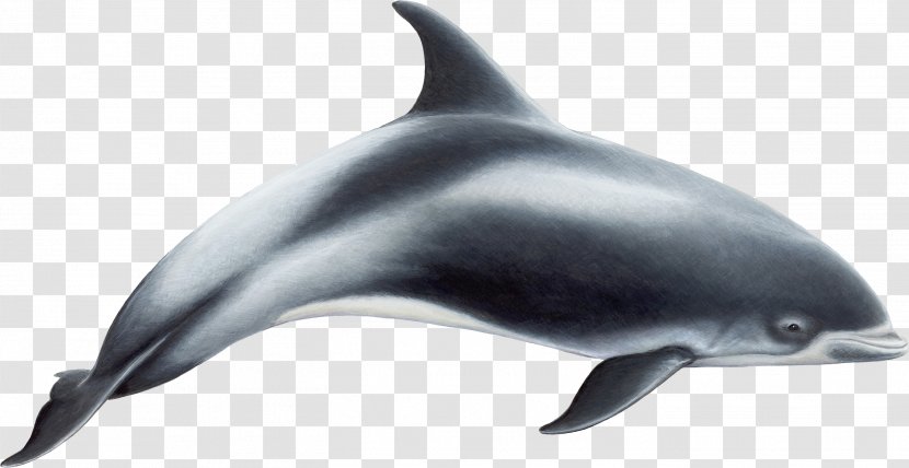 White-beaked Dolphin Porpoise Toothed Whale - Arctic Tern - Image Transparent PNG
