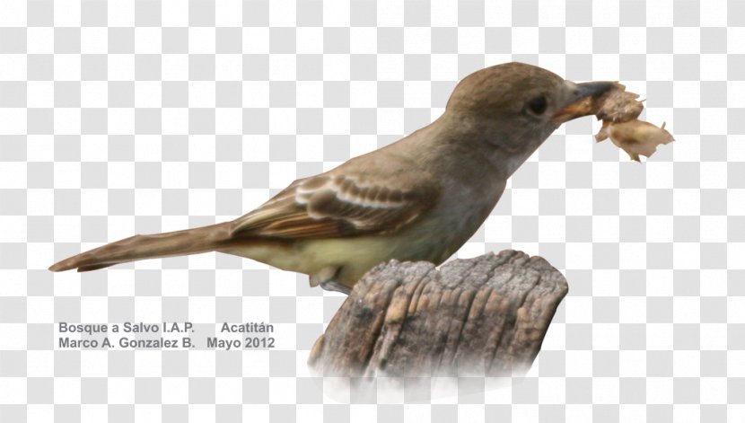 Beak Bird House Sparrow Finches Transparent PNG