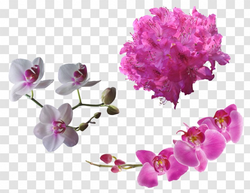 Flower DeviantArt - Lilac Transparent PNG