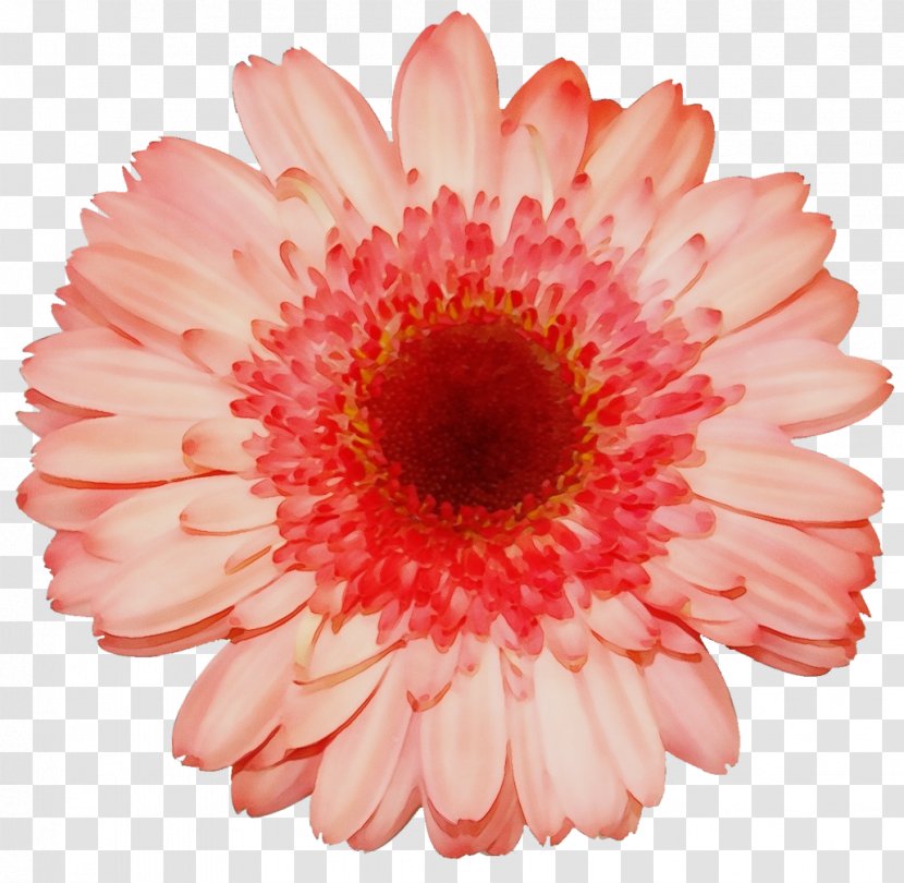 Orange - Barberton Daisy - Family Transparent PNG