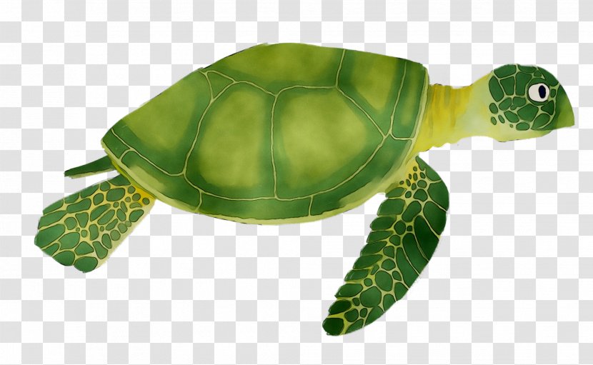Loggerhead Sea Turtle Pond Turtles Tortoise M - La Quinta Inns Suites - Reptile Transparent PNG