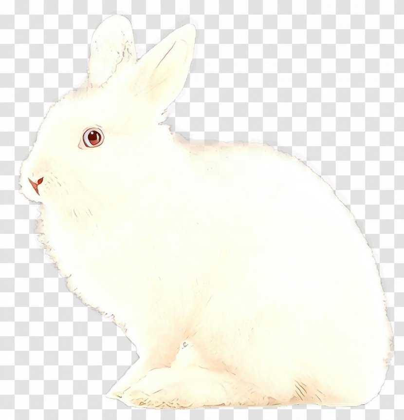 Rabbit Rabbits And Hares White Domestic Hare - Beige - Whiskers Transparent PNG