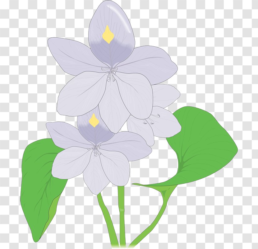 Hyacinth Clip Art - Petal - Drawing Transparent PNG