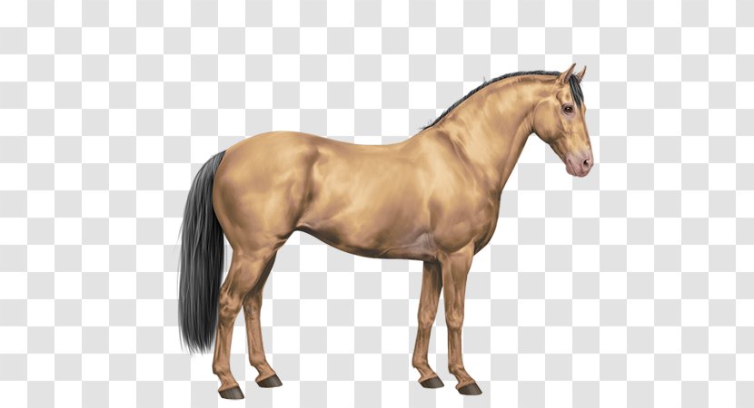 Mustang Mane Stallion Foal Sabino Horse - Buckskin - Painted Transparent PNG