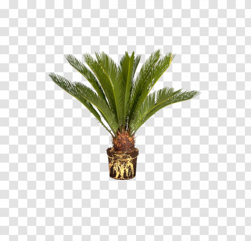 The Sago Palm Trees Garden Plants - Tree - Office Transparent PNG