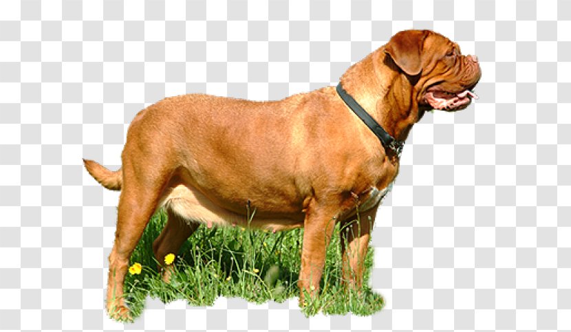 Tosa Dogue De Bordeaux Bullmastiff Boerboel Dog Breed - Carnivoran - Collar Transparent PNG