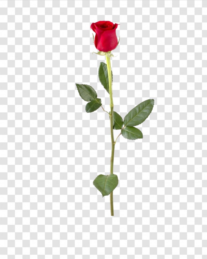 Stock Photography Rose Flower Plant Stem Clip Art Transparent PNG