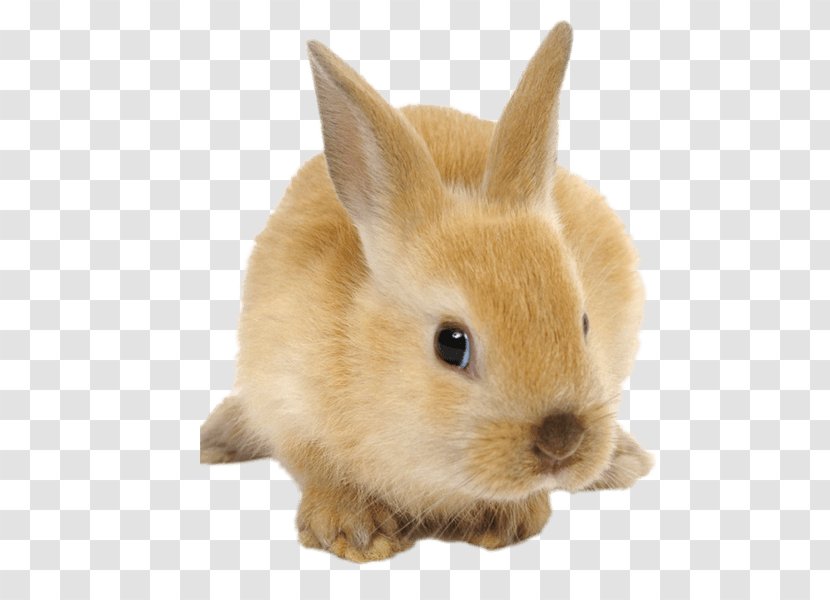 Domestic Rabbit Animal Parrot Pet - Wildlife Transparent PNG