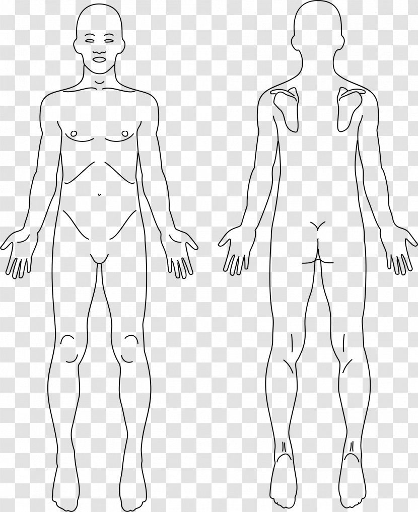Anatomy Human Body Back Pain Clip Art - Heart - Tree Transparent PNG