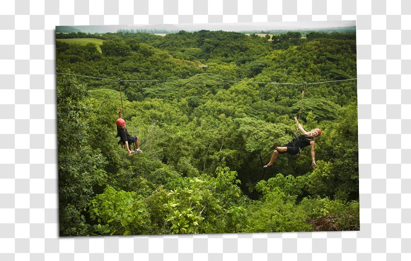 Zipline Safari Outfitters Kauai Zip-line Canopy Tour Kipu Ranch Adventures - Rainforest Transparent PNG