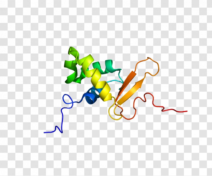 FOXO3 FOX Proteins Fork Head Domain Forkhead Box L2 - Gene Transparent PNG
