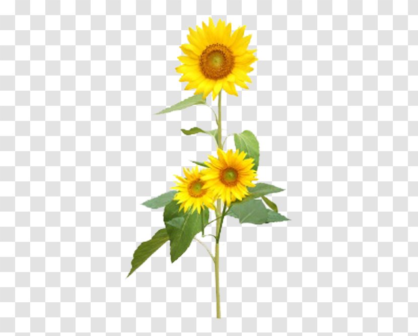 Common Sunflower - Yellow Sunflowers Transparent PNG
