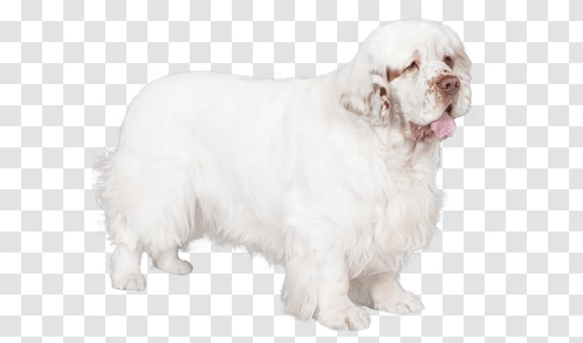Clumber Spaniel Rare Breed (dog) Dog Companion - Sporting Group Transparent PNG