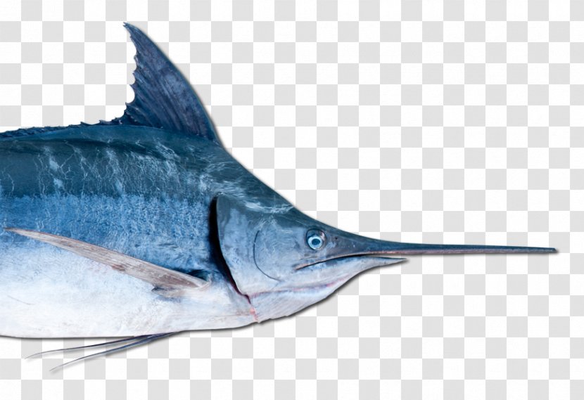 Swordfish Marlin Oily Fish Barracuda - Billfish Transparent PNG