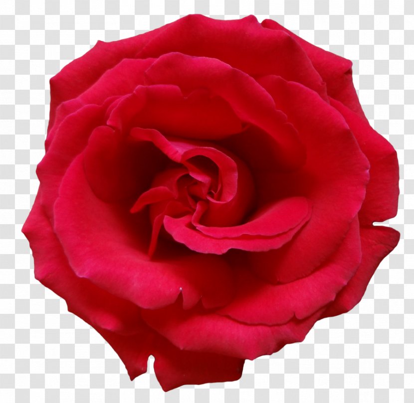 Rose Flower Clip Art - Free Pics Transparent PNG