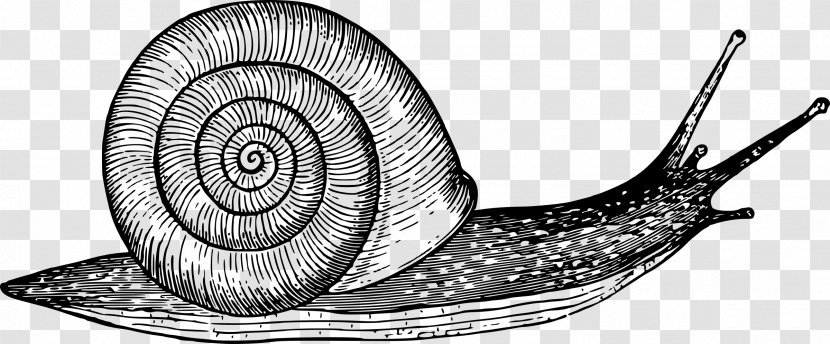 Drawing Snail Gastropod Shell Sketch - Terrestrial Animal Transparent PNG