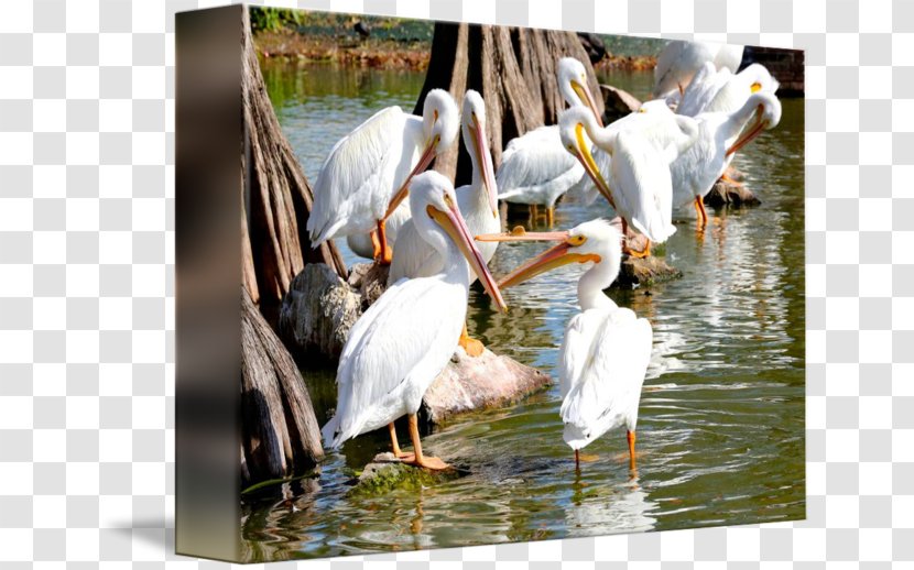 Pelican Water Bird Pond Beak - Ciconiiformes Transparent PNG