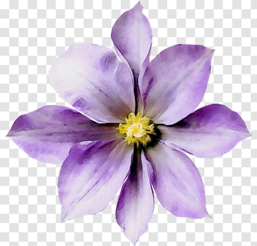 Flower Flowering Plant Petal Purple Violet - Columbine - Clematis Transparent PNG