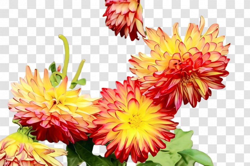 Artificial Flower - Paint - Daisy Family Transparent PNG