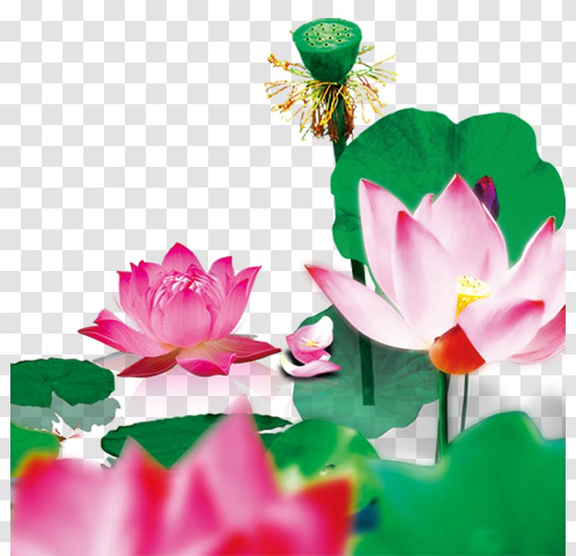 Ink Wash Painting Leaf - Pink - Lotus Creative Transparent PNG