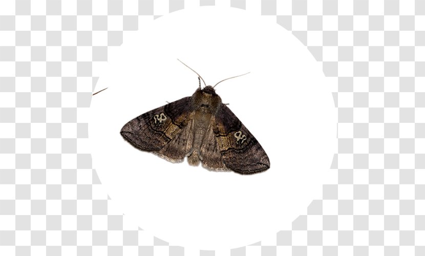 Brush-footed Butterflies Brown House Moth Butterfly Hofmannophila - Pseudospretella Transparent PNG