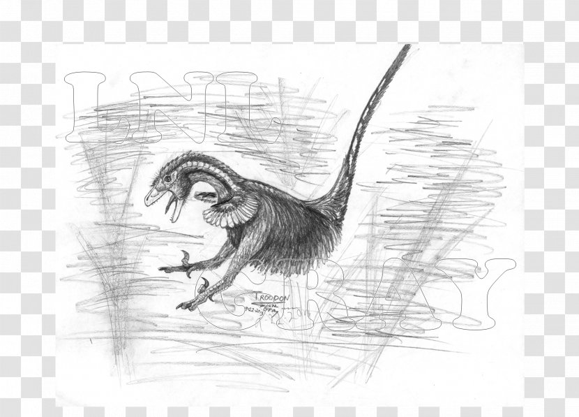 Beak Velociraptor Drawing Sketch - Figure - Monochrome Transparent PNG