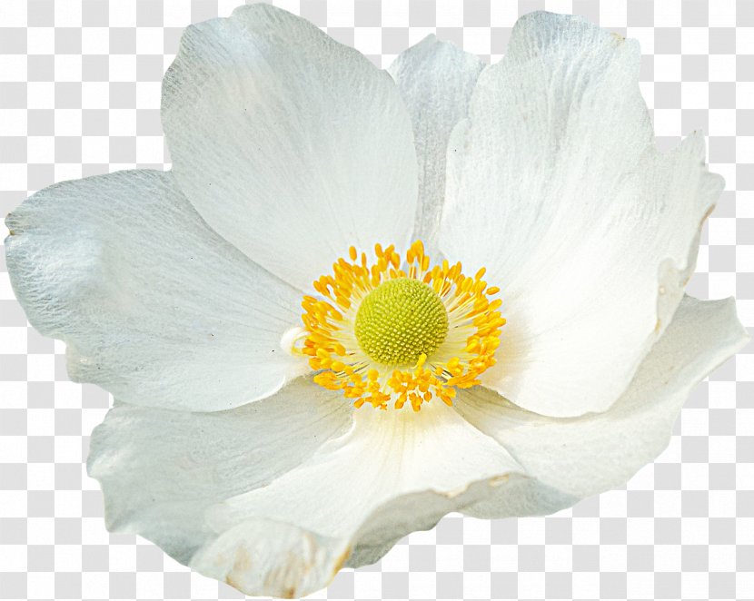 Flower Petal Nelumbo Nucifera - Gazania Transparent PNG