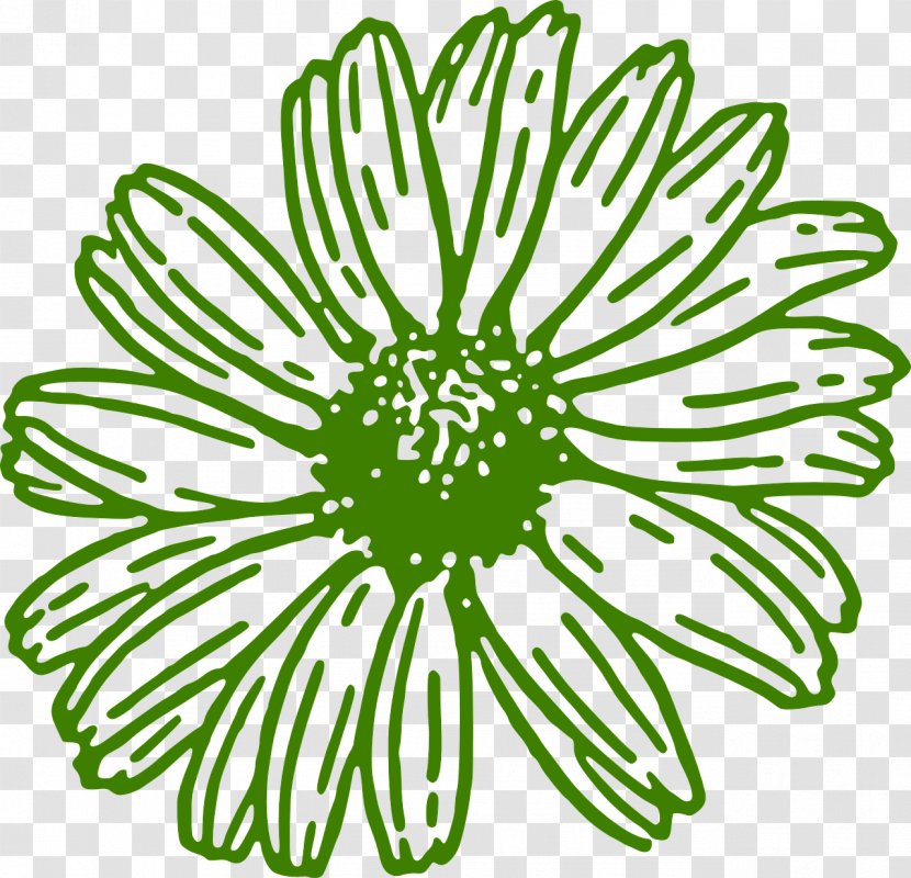 Transvaal Daisy Free Content Clip Art - Drawing - Green Flowers Transparent PNG