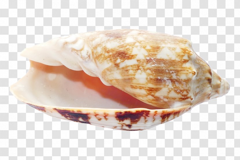 Crab Seashell Beach - Conch Transparent PNG