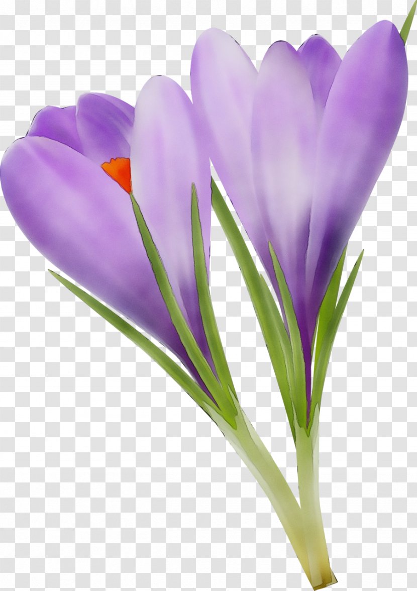 Flower Flowering Plant Cretan Crocus Tommie - Spring - Violet Transparent PNG