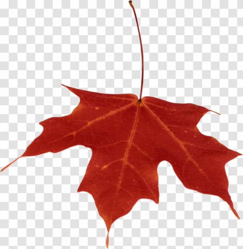 Autumn Leaf Color Clip Art - Maple Tree - Leaves Transparent PNG