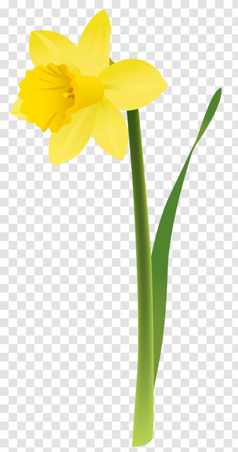 Daffodil Floral Design Cut Flowers Yellow - Narcissus - Spring Clipart Transparent PNG