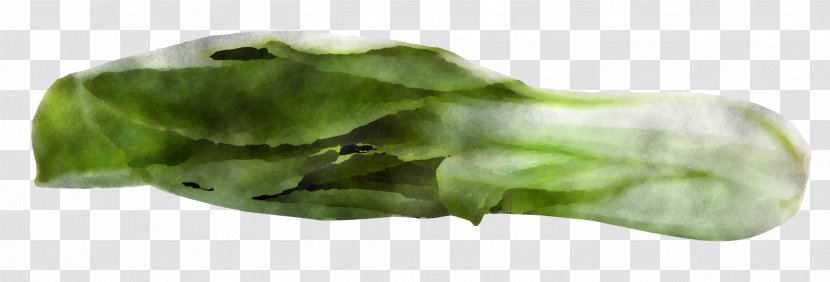 Leaf Vegetable Plant Spinach - Celtuce - Flower Transparent PNG