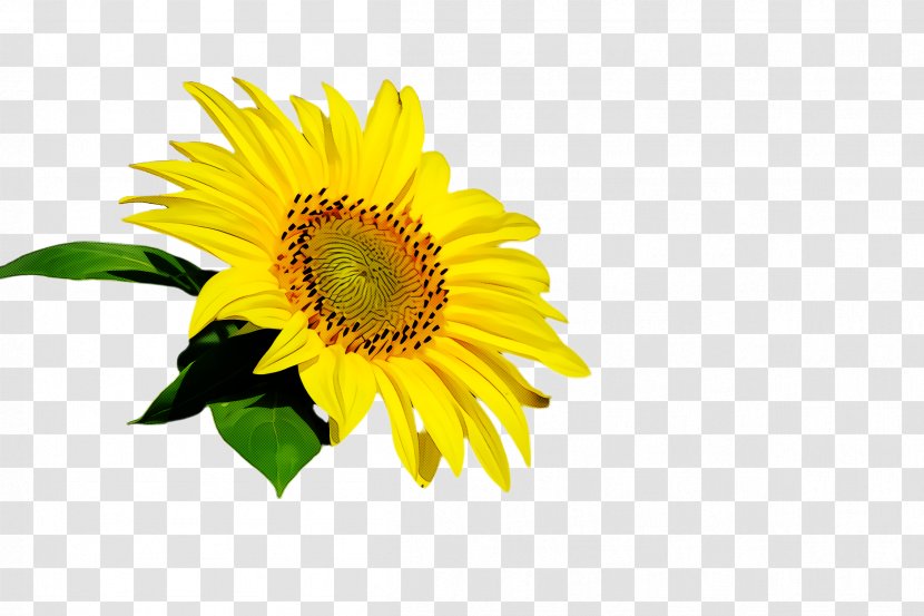 Sunflower - Petal - Asterales Daisy Family Transparent PNG