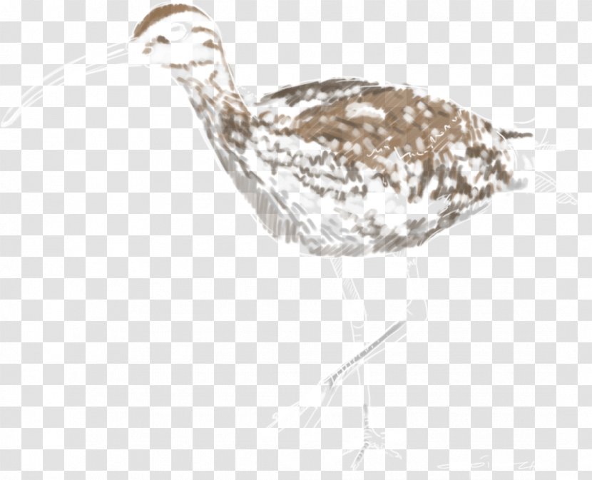 Water Bird Whimbrel Beak Europe - Drawing Transparent PNG