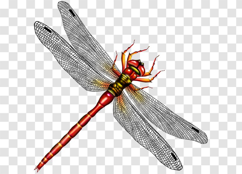 Dragonfly Download - Dragonflies And Damseflies Transparent PNG
