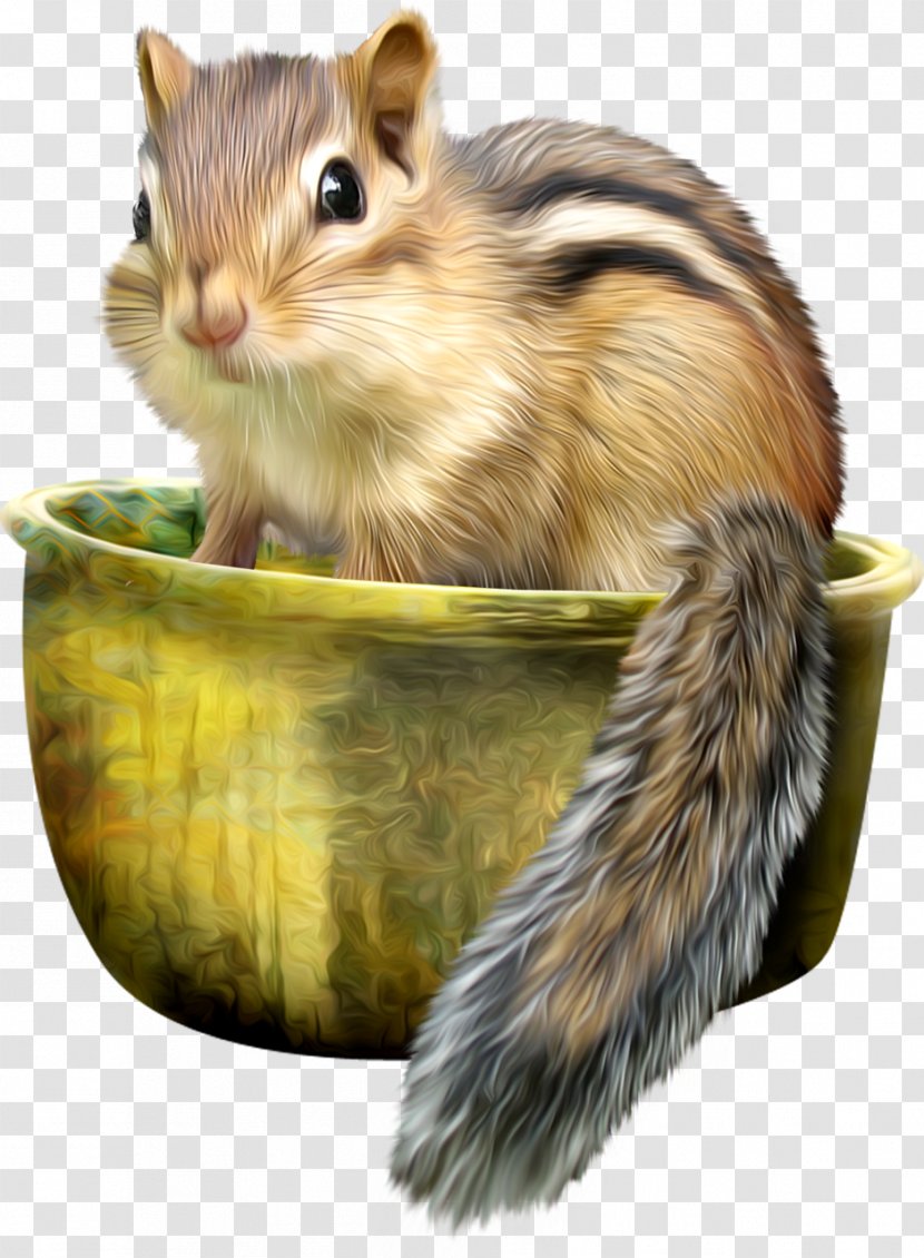 Eastern Chipmunk Squirrel Mississippi River Siberian Least - Raccoon - Pot Transparent PNG