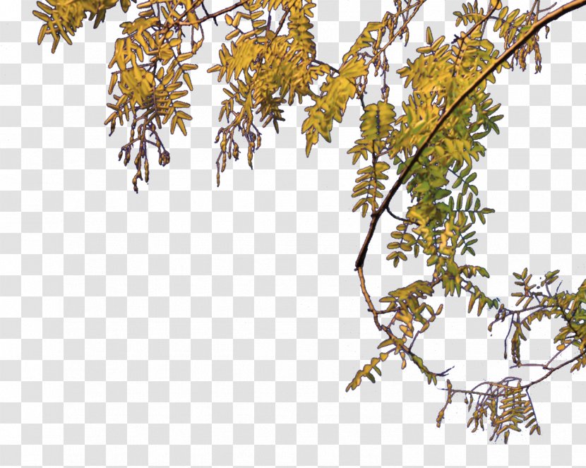 Tree Clip Art - Flora - Arc Transparent PNG