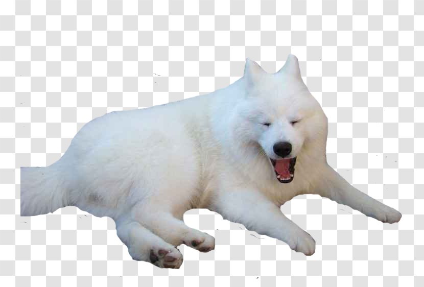 Sakhalin Husky Samoyed Dog Canadian Eskimo Greenland Siberian - Home Snow Wolf Transparent PNG