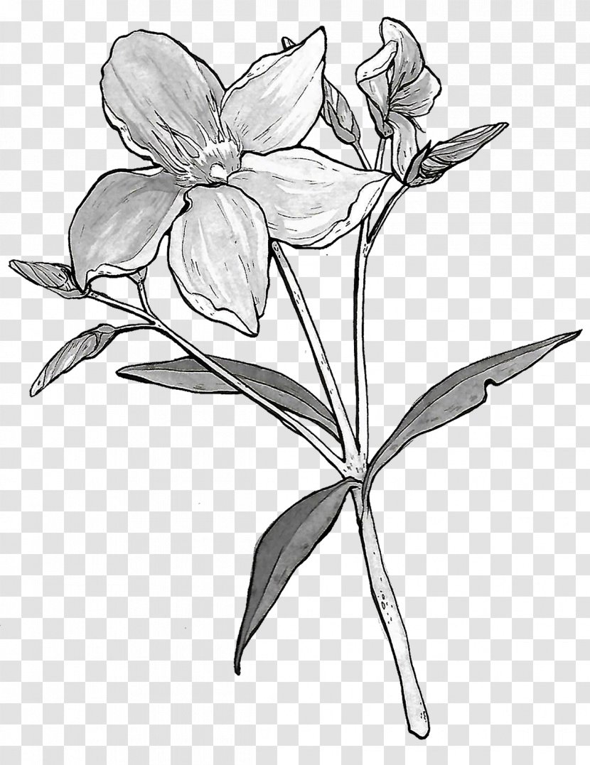 Flower Botanical Illustration Botany Floral Design - Plant Stem - Almond Transparent PNG