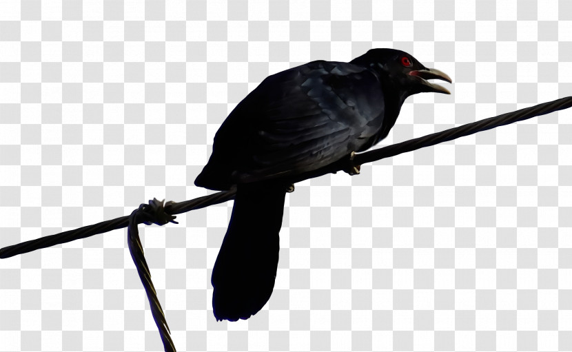 American Crow New Caledonian Crow Cuckoos Crow Common Raven Transparent PNG