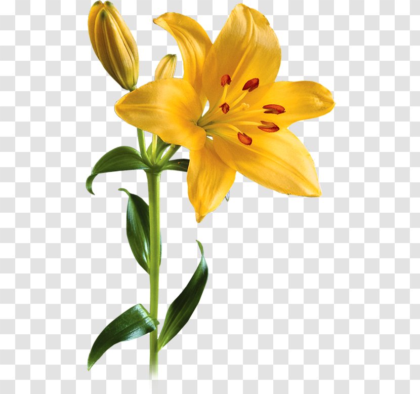 Lilium Flower Clip Art - Yellow - Lily Picture Transparent PNG