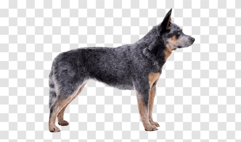 Australian Cattle Dog Shepherd Bernese Mountain Kelpie Ariegeois - Stumpy Tail Transparent PNG