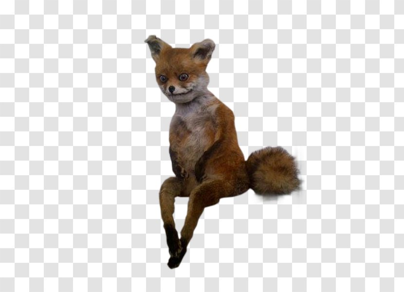 Stoned Fox Giphy Internet - Furry Fandom - Fur Transparent PNG