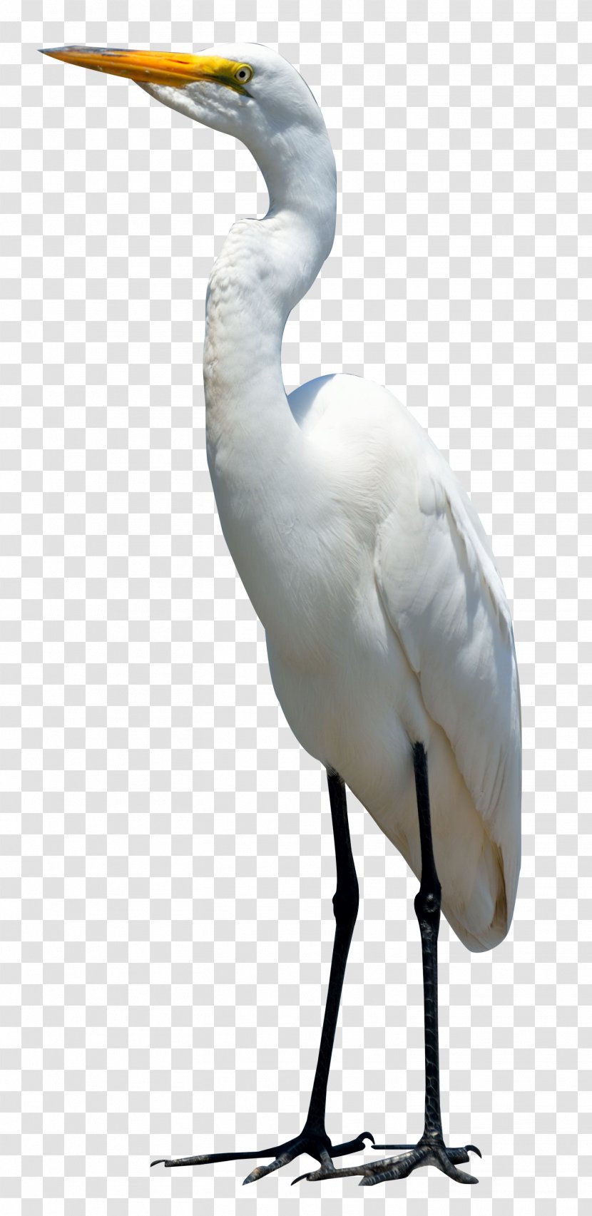Bird Crane - Fauna - Egret Transparent PNG