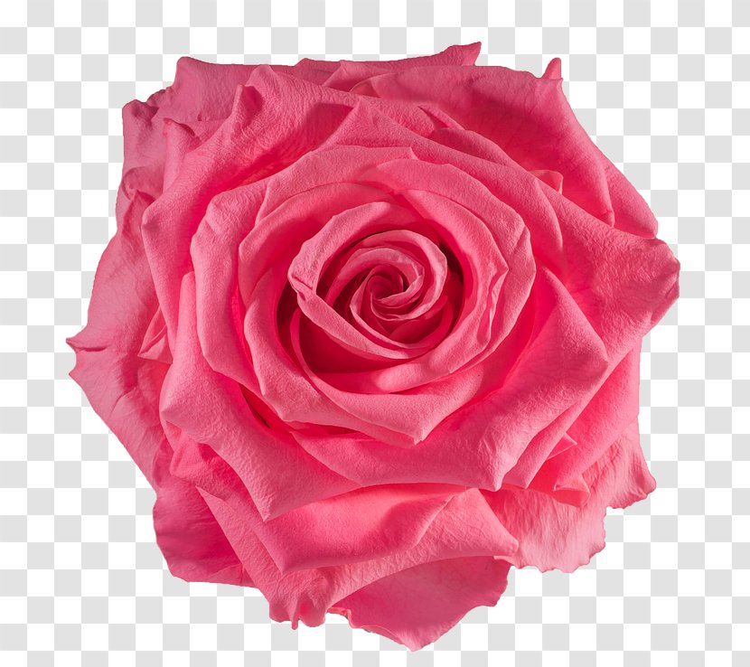 Garden Roses Centifolia Flower Preservation Blue Rose - Pink Flowers - Shaped Transparent PNG