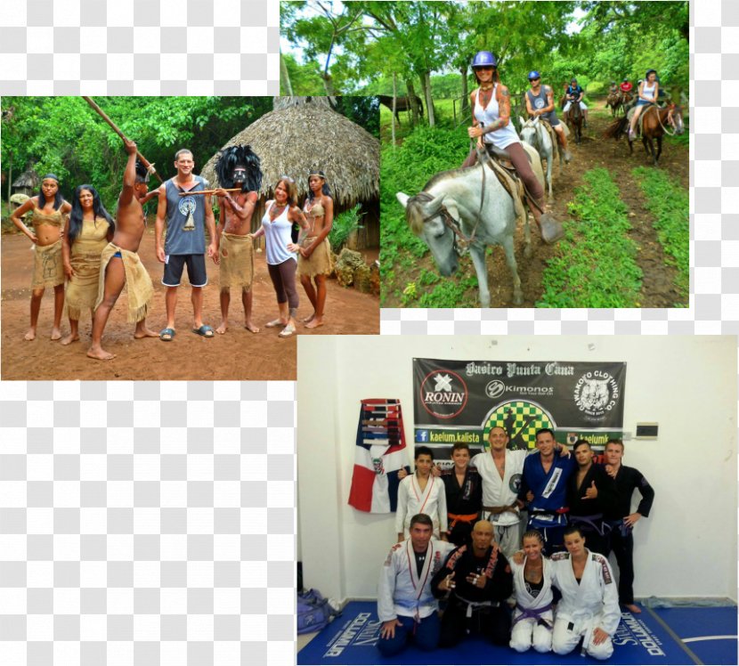 Horse Gracie Jiu Jitsu Carlsbad Train Open Arms Leisure - Blog - Dominican Republic Weather April Transparent PNG
