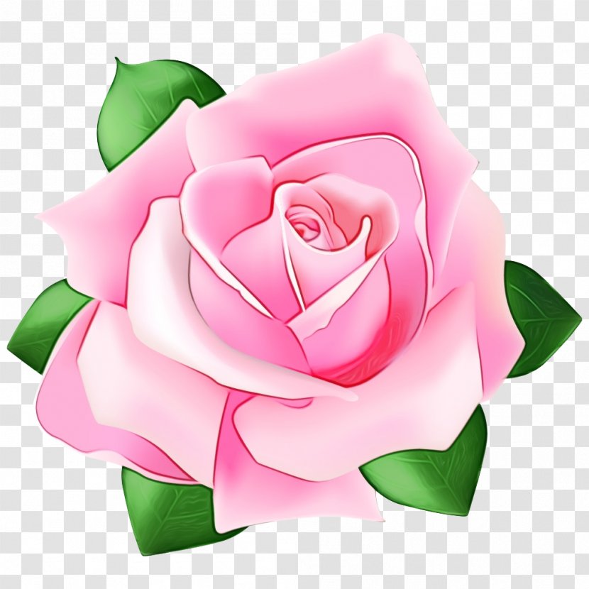 Garden Roses - Pink - Flowering Plant Transparent PNG