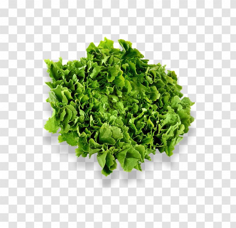 Herb Chervil Vegetable Nature's Pride Salad - Taste - ImageMagick Transparent PNG
